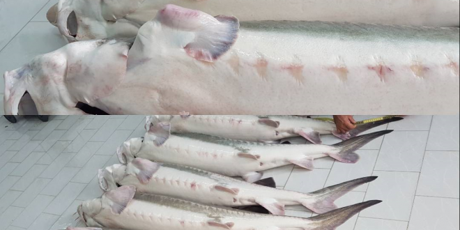 صادرات گوشت ماهی خاویار به عمان