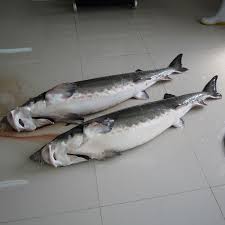 صادرات ماهی خاویاری