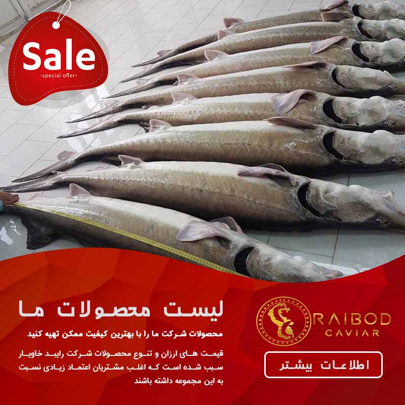 بازار فروش ماهیان خاویاری 